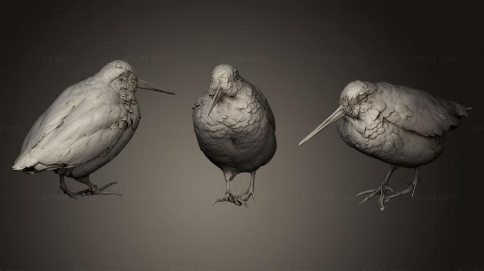 Bird figurines (American Woodcock, STKB_0152) 3D models for cnc